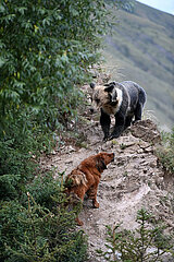 China-Qinghai-yushu-nature-wild braune Bären (CN)