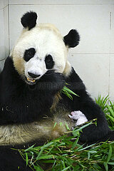 China-pfanduan-Wolong-Giant Panda Cub (CN)