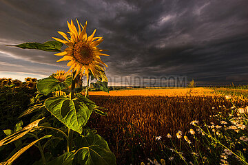 France. Alsace. Bas-Rhin (67) Sunflower blossom