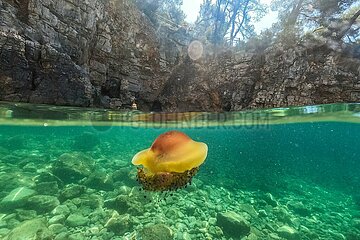 Kroatien-Pul-Jellyfish