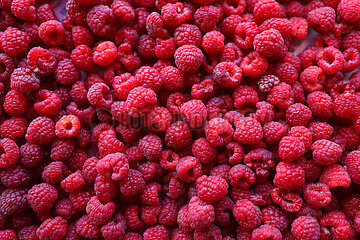 China-Liaoning-Shenyang-Raspberry-Harvest (CN)