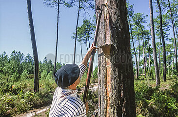 Frankreich. Aquitaine. Landes (40) Die Sammlung des Harzes im Landeswald  gepflanzt mit Kiefernbäumen