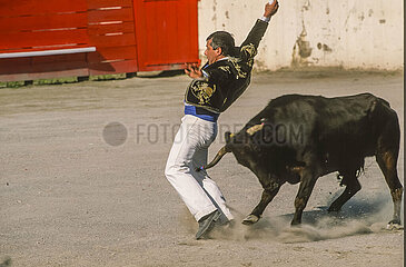 France. Aquitaine. Landes (40). Pouillon. The ecarteur  a bullfighter of the landaise race who avoids in-extremis the cow