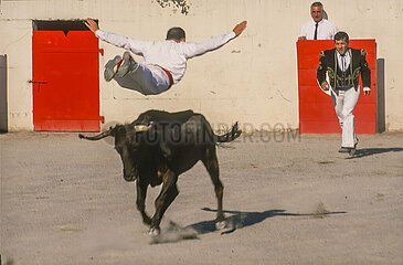 France. Aquitaine. Landes (40). Pouillon. The jumper  a bullfighter of the landaise race who jumps in-extremis over the cow