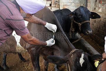 Indien-Punjab-blumpige Hautkrankheit