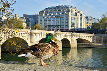 Ile de France. Paris (1er). Mallard taking advantage of the tranquility due to the confinement on the banks of the Seine.