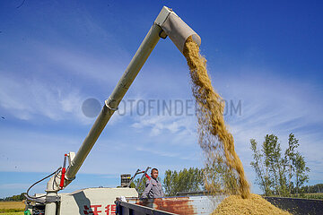 China-Jilin-Changchun-Reis-Harvest (CN)