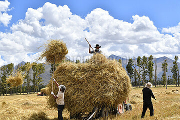 China-Tibet-Lhasa-Highland Gerste-Harvest (CN)