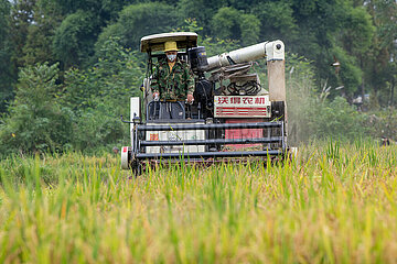 China-benuanische Reis-Harvest (CN)