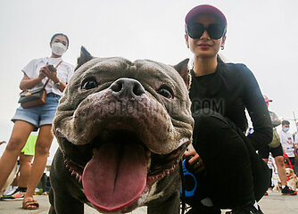 Philippinen-Pasig-City-Dogs Marathon