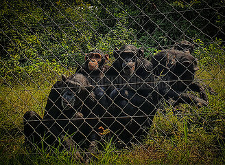 Dr. Congo-Virunga National Park-Gorilla