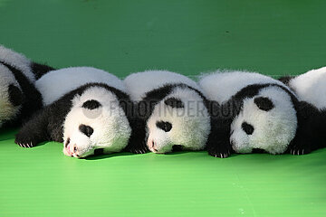 China-Sinnuan-Chegdu-Giant Panda Cubs (CN)