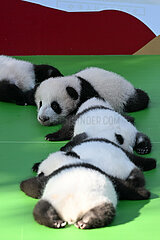 China-Sinnuan-Chegdu-Giant Panda Cubs (CN)