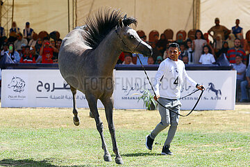 Ägypten-Sharqia-Arabian Horse Festival-Beauty-Wettbewerb