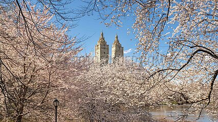 United States  New York City  Manhattan. Spring in Central Park with view of the buildings of Upper West Side (San Remo). The Yoshino Cherry trees in bloom next to The Lake