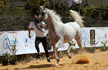 Midost-Hebron-Horses-Beauty-Contest