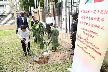 Tansania-Dar es Salaam-China-Friendship Tree