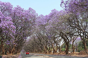 ZIMBABWE-HARARE-JACARANDA TREES-BLOSSOM