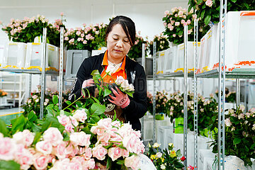 China-Shandong-Juxian County-Cut Flower-Industry (CN)