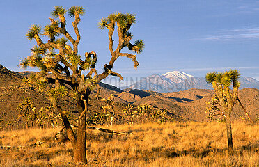 VEREINIGTE STAATEN VON AMERIKA. Kalifornien. Joshua National Park. Dieser 1994 erstellte Park schützt einen Teil der Colorado -Wüste und einen Teil der Mojave -Wüste  in dem Josua -Bäume wachsen.