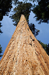 VEREINIGTE STAATEN VON AMERIKA. Kalifornien. Sierra Nevada. Sequoia National Park. Es wurde 1919 und seit 1976 Biosphärenreserve erstellt und schützt die Sequoias  die größten und ältesten Bäume der Welt.