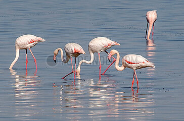 Zypern-Larnaca-Salt Lake-Flamingo