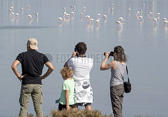 Zypern-Larnaca-Salt Lake-Flamingo