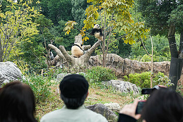 Japan-Tokyo-China-Giant Pandas-Arrival-Jubiläum