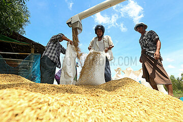 Myanmar-Yangon-Paddy Rice-Harvest