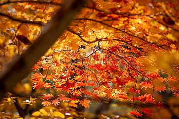 Südkorea-Cheongsong-Autumn-Landschaft