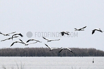 China-Guizhou-Weib-Caohai National Nature Reserve-Migrant Vögel (CN)
