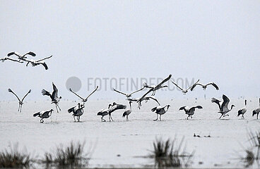 China-Guizhou-Weib-Caohai National Nature Reserve-Migrant Vögel (CN)