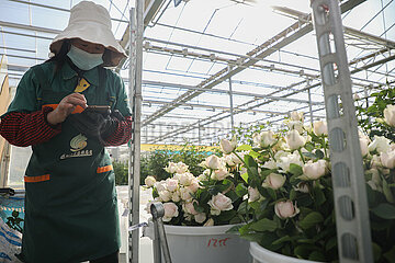 China-Gansu-Lanzhou-Florikulturindustrie (CN)