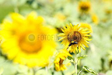 Myanmar-Yangon-Sunflowers