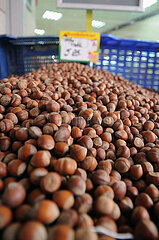T? Rkiye-economy-hazelnuts-export-Decline