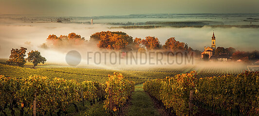 France. Gironde (33) Sunset landscape and smog in bordeaux wineyard