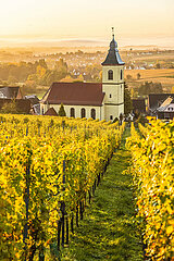 FRANCE  Alsace  Bas-Rhin (67)  Northern Vosges Regional Nature Park  Rott vineyard in autumn and St. George's Church