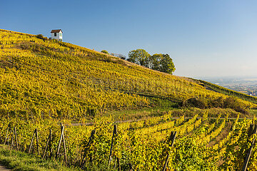 France. Alsace. Haut-Rhin (68) Barr. the Kirchberg Grand Cru vineyard in autumn