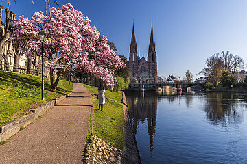 FRANCE  Alsace  Bas-Rhin (67)  Strasbourg  Bank of Ill river and Saint-Paul church in spring