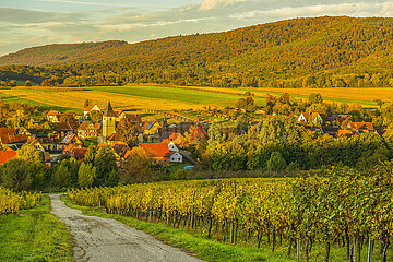 FRANCE  Alsace  Bas-Rhin (67)  Northern Vosges Regional Nature Park  Vineyard and village of Cleebourg in autumn