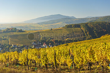 France. Alsace. Haut-Rhin (68) Barr. the Grand Cru vineyard of Kirchberg in autumn with the Vosges in the background