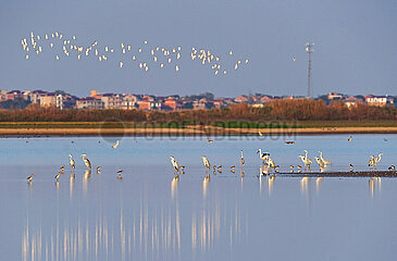 CHINA-JIANGXI-MIGRANT BIRDS-POYANG LAKE (CN)