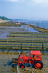 France. Aquitaine. Gironde (33). Bassin d'Arcachon. The oyster beds on the basin side