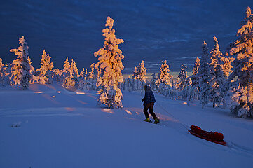 Finland. Lapland. In the heart of a national park  a man pulls his sled