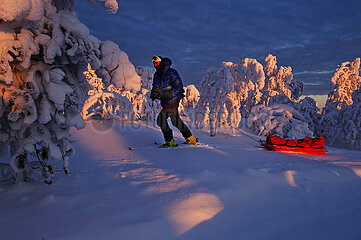 Finland. Lapland. In the heart of a national park  a man pulls his sled