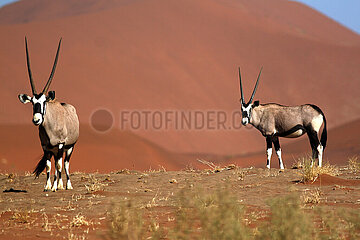 NAMIBIA. Namib Naukluft National Park  Oryx in the dunes of Sossusvlei.