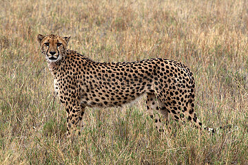 NAMIBIA  Kunene Region  Etosha National Park  cheetah