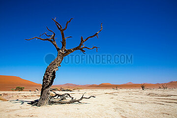 NAMIBIA. Namib-Naukluft National Park  the Dead Vlei  at the foot of the Sossusvlei dunes