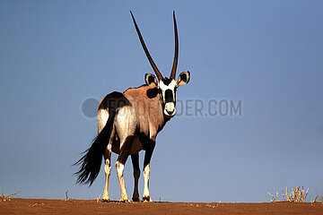 NAMIBIA. Namib Naukluft National Park  Oryx in the dunes of Sossusvlei.