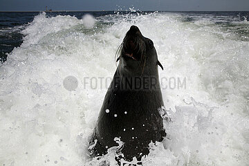 NAMIBIA. Fur seal in the lagoon of Walvis Bay. Very curious mammal that approaches and sometimes jumps on the boat.